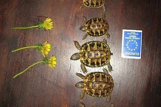 żółwie greckie roczne i dwuletnie  Warszawa,  lube