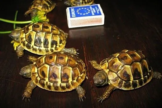 żółwie greckie roczne i dwuletnie  Warszawa,  lube