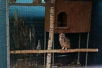 Sowy Sowa - Puchacz Bengalski, Śląskie, Jastrzębie-Zdrój