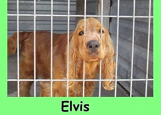Elvis - spaniel szuka domu, dolnośląskie Wrocław