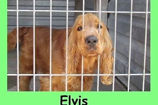 Elvis - spaniel szuka domu, dolnośląskie Wrocław