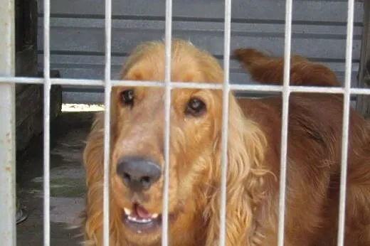 Elvis - spaniel szuka domu,  dolnośląskie Wrocław
