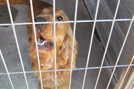 Elvis - spaniel szuka domu,  dolnośląskie Wrocław