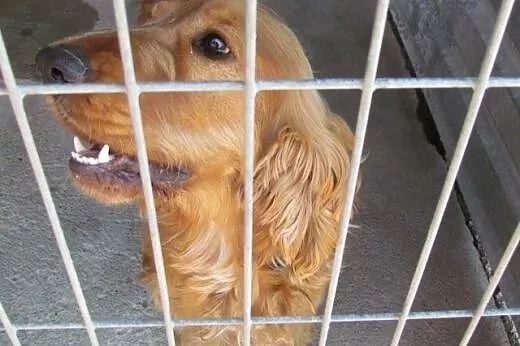 Elvis - spaniel szuka domu,  dolnośląskie Wrocław
