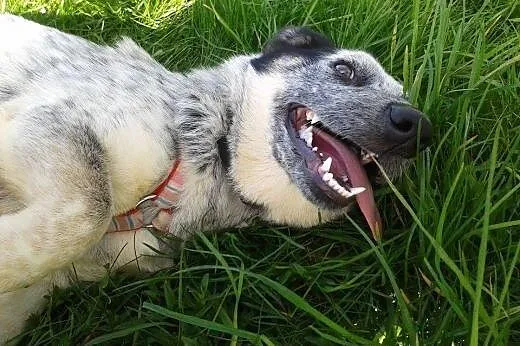 Piękna szczenięca dama LUNA,  dolnośląskie Wrocław