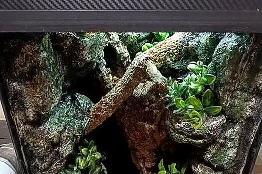 Terrarium 35x35x55 - dla gekona z wyposażeniem, Wielkopolskie, Ostrów Wielkopolski