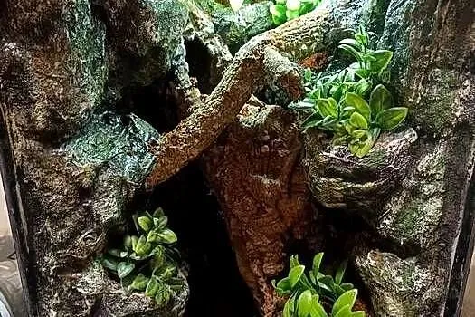 Terrarium 35x35x55 - dla gekona z wyposażeniem, Wielkopolskie, Ostrów Wielkopolski