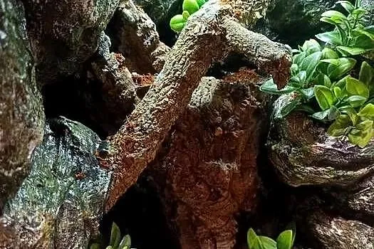 Terrarium 35x35x55 - dla gekona z wyposażeniem, Wielkopolskie, Ostrów Wielkopolski