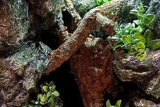 Terrarium 35x35x55 - dla gekona z wyposażeniem, Wielkopolskie, Ostrów Wielkopolski