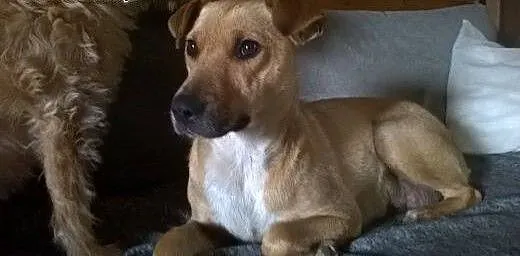Birma - skrzywdzona cudowna ruda sunia szuka domu!