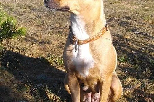 Birma - skrzywdzona cudowna ruda sunia szuka domu!