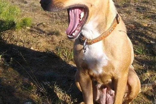 Birma - skrzywdzona cudowna ruda sunia szuka domu!