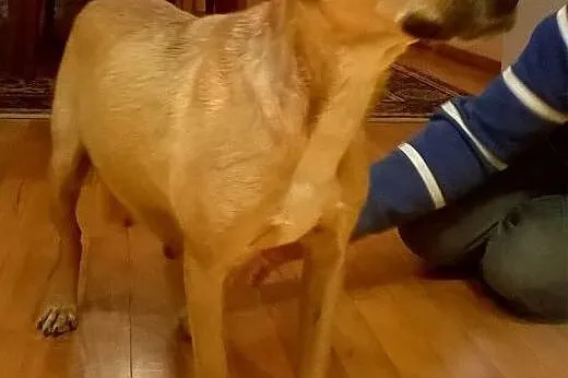 Birma - skrzywdzona cudowna ruda sunia szuka domu!