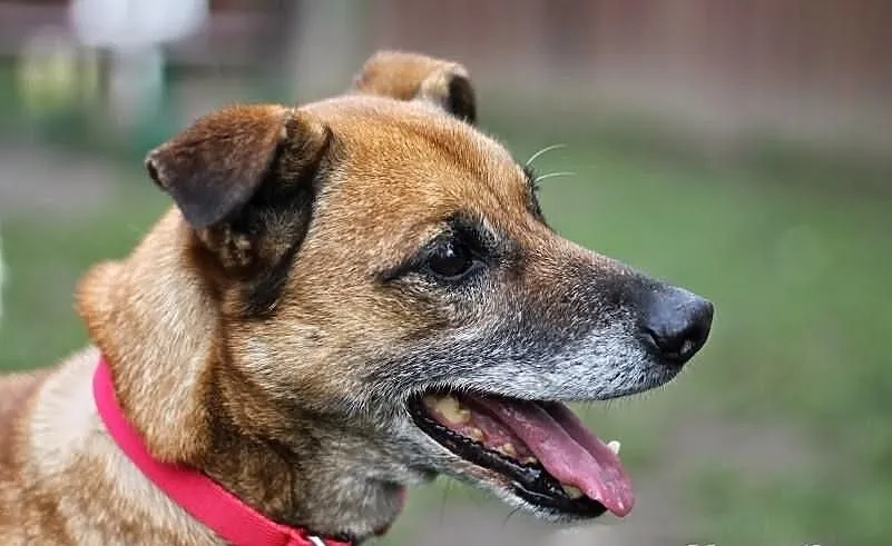 Uroczy Antoś już ponad 5 lat szuka domu! Odmień Je