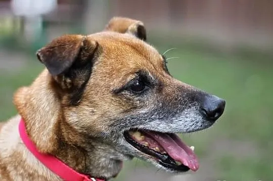 Uroczy Antoś już ponad 5 lat szuka domu! Odmień Je