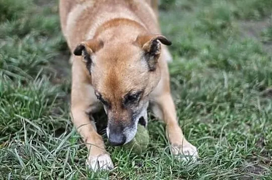 Uroczy Antoś już ponad 5 lat szuka domu! Odmień Je