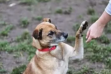 Uroczy Antoś już ponad 5 lat szuka domu! Odmień Je