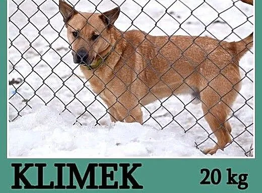 Do domu z ogródkiem,średni 20 kg,2 letni, spokojny