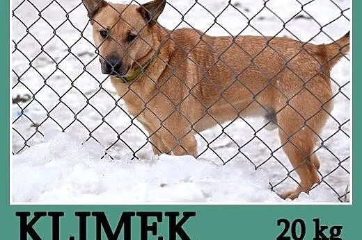 Do domu z ogródkiem,średni 20 kg,2 letni, spokojny