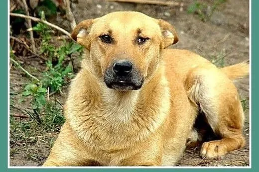 Do domu z ogródkiem,średni 20 kg,2 letni, spokojny