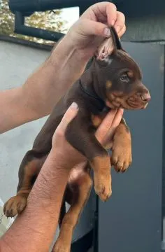 Doberman – piękne, zarejestrowane szczenięta na sprzedaż, Mazowieckie, Warszawa