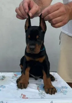 Doberman – piękne, zarejestrowane szczenięta na sprzedaż
