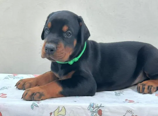 Doberman – piękne, zarejestrowane szczenięta na sprzedaż, Mazowieckie, Warszawa