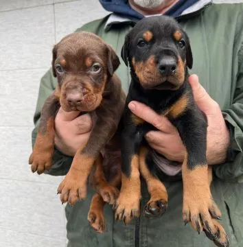 Doberman – piękne, zarejestrowane szczenięta na sprzedaż, Mazowieckie, Warszawa