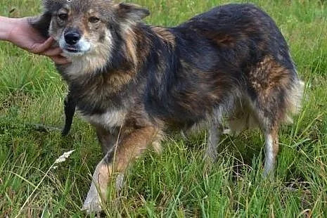 Tosia - pokaż tej uroczej suni, że nie warto bać s