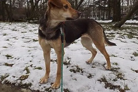 Radosna piękna CREMI szuka domu!,  warmińsko-mazur