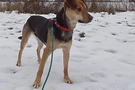 Radosna piękna CREMI szuka domu!,  warmińsko-mazur