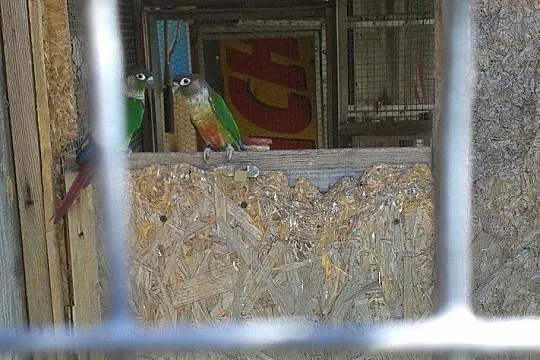 Rudosterki czerwonobrzuche i żółtobrzuche, Małopolskie, Kraków