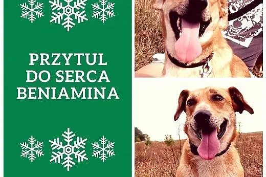 Beniamin - wraca z adopcji... bo alergia - ile jeszcze cierpienia zniesie to psisko? FILMIKI,  mazowieckie Warszawa