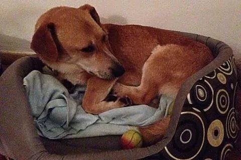 Beniamin - wraca z adopcji... bo alergia - ile jes