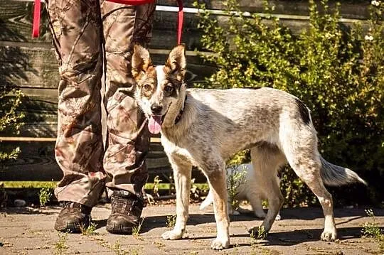 Roczna Angie o przepięknym, oryginalnym umaszczeni