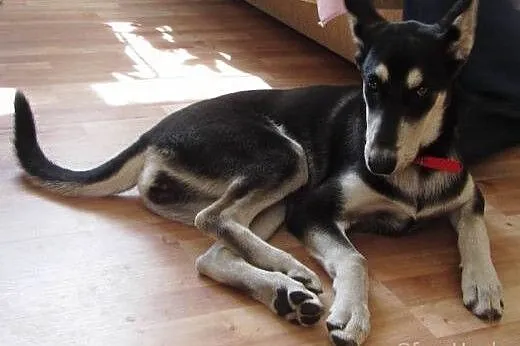 Tonia psie dziecko szuka domu,  wielkopolskie Pozn