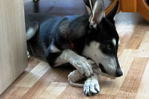 Tonia psie dziecko szuka domu,  wielkopolskie Pozn