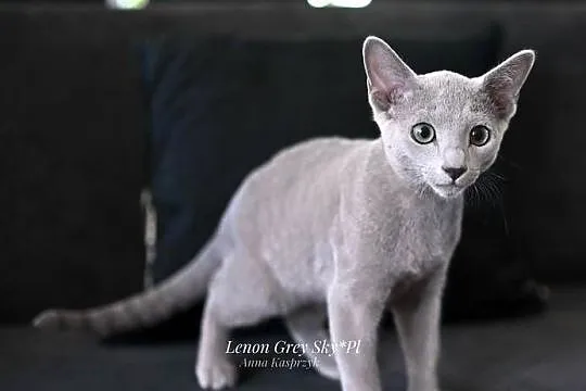 Kocurek Lenon Rosyjski Niebieski, Śląskie, Rybnik