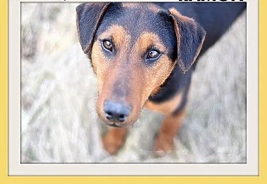RAMON,jagdterrier mix,młody,łagodny,wesoły piesek.