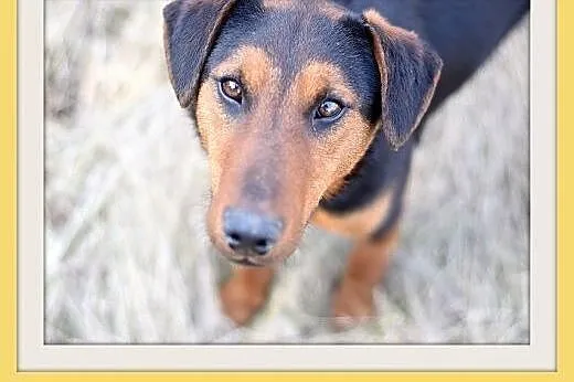 RAMON,jagdterrier mix,młody,łagodny,wesoły piesek.