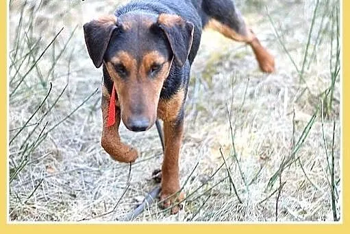 RAMON,jagdterrier mix,młody,łagodny,wesoły piesek.