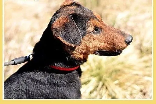 RAMON,jagdterrier mix,młody,łagodny,wesoły piesek.