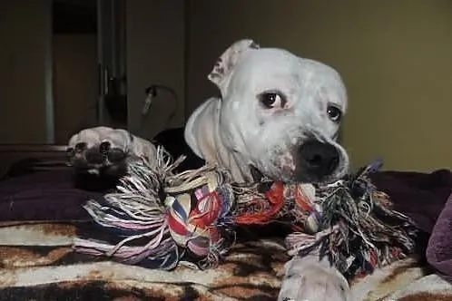Cudowna Luna do adopcji