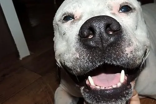 Cudowna Luna do adopcji