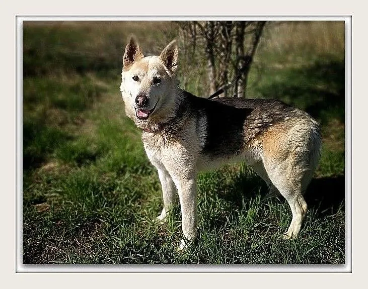 Duży 25 kg,kontaktowy,sympatyczny,towarzyski,szczepiony psiak ŁAJEK.Adopcja., Łódzkie, Łódź
