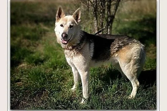 Duży 25 kg,kontaktowy,sympatyczny,towarzyski,szczepiony psiak ŁAJEK.Adopcja., Łódzkie, Łódź