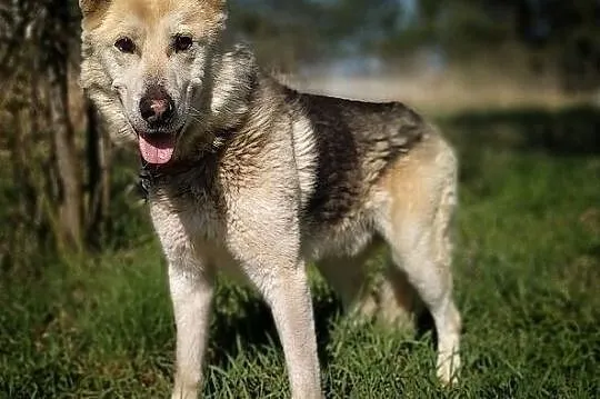 Duży 25 kg,kontaktowy,sympatyczny,towarzyski,szczepiony psiak ŁAJEK.Adopcja., Łódzkie, Łódź