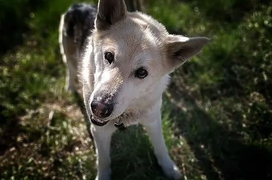 Duży 25 kg,kontaktowy,sympatyczny,towarzyski,szczepiony psiak ŁAJEK.Adopcja., Łódzkie, Łódź