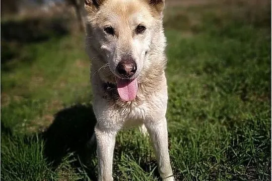 Duży 25 kg,kontaktowy,sympatyczny,towarzyski,szczepiony psiak ŁAJEK.Adopcja., Łódzkie, Łódź