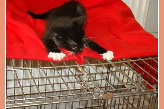 Śliczna,przytulaśna kociczka o trzech łapkach, wie